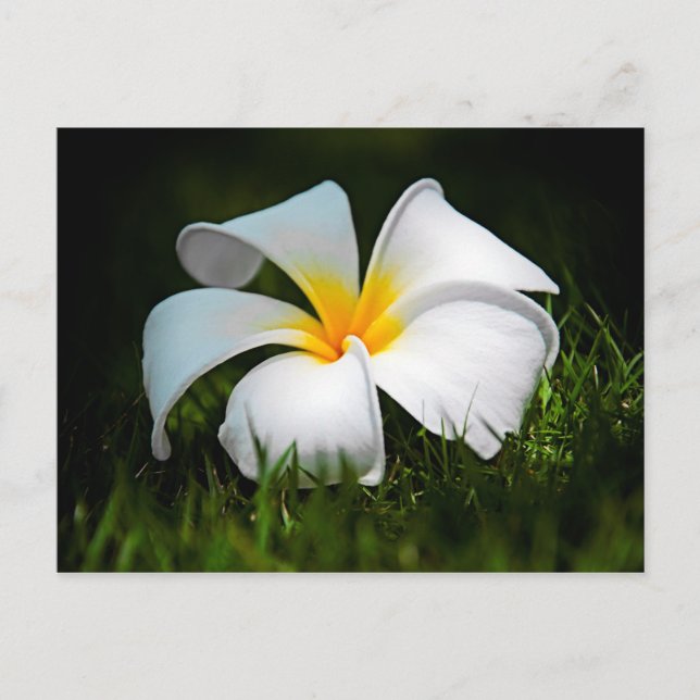 White Plumeria Frangipani Hawaii Blume Postkarte (Vorderseite)