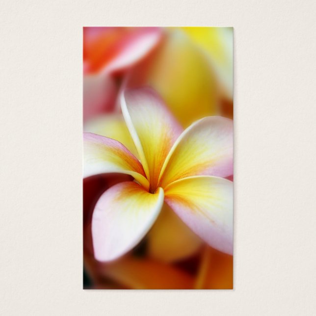 White Plumeria Frangipani Hawaii Flower Hawaiian (Devant)