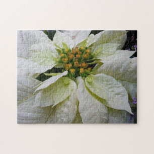 White Poinsettia Elegante Weihnachtsfeiertage