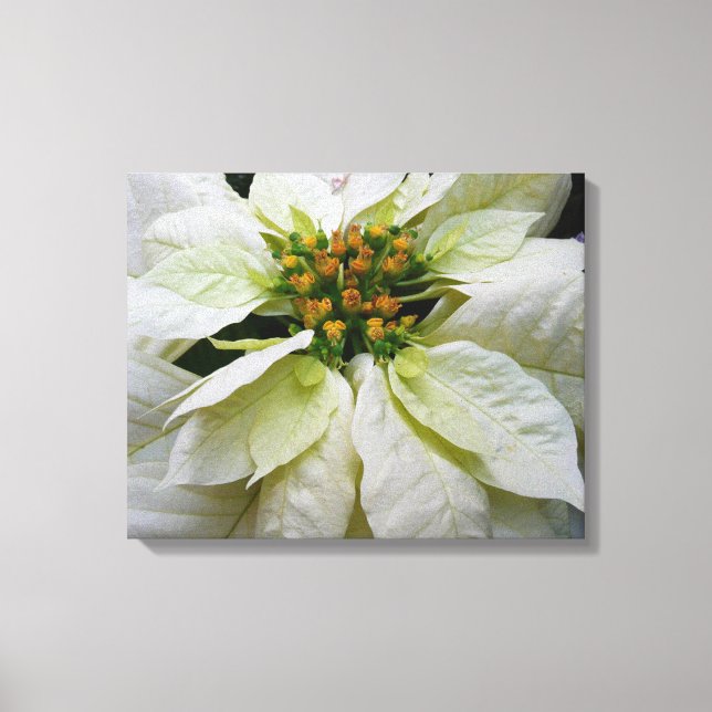 White Poinsettia Elegante Weihnachtsfeiertage Leinwanddruck (Vorderseite)