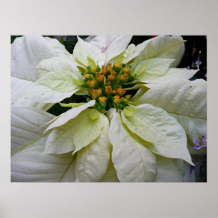 White Poinsettia Elegante Weihnachtsfeiertage Poster