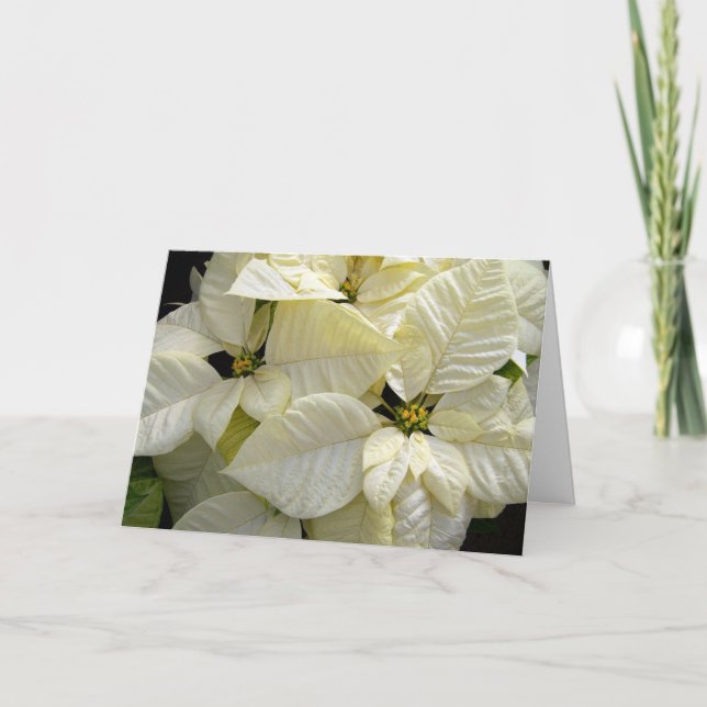 White Poinsettias Feiertagskarte (Vorderseite)