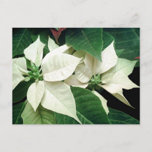 White Poinsettias Postkarte