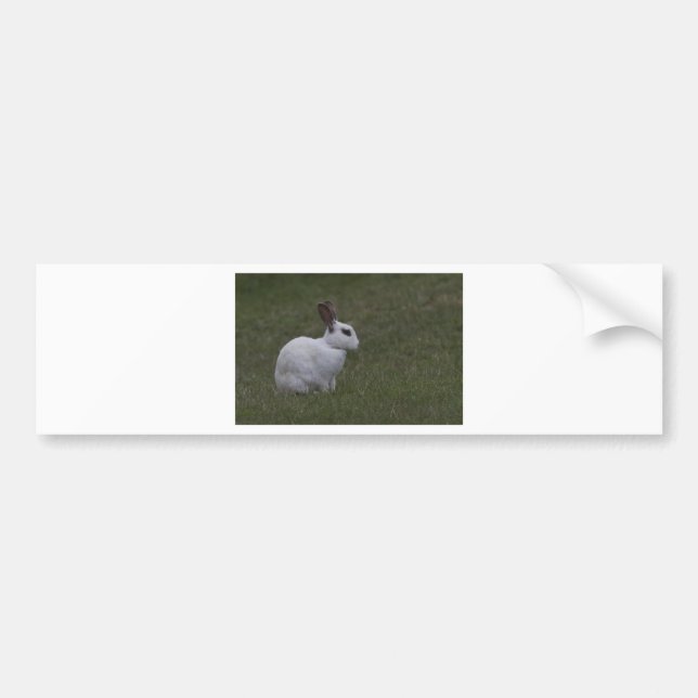 White Point Bunny Autoaufkleber (Vorne)