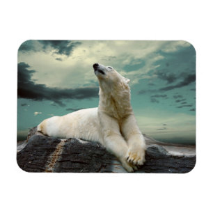 White Polar Bear Hunter auf Felsen Magnet