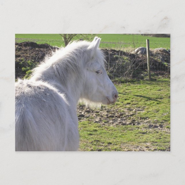 White Pony Postcard Postkarte (Vorderseite)