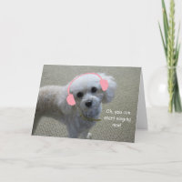 White Poodle Birthday Card by Focus for a