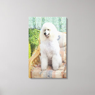 White Poodle Leinwanddruck