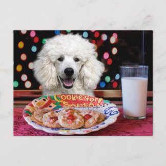 White Poodle Weihnachten