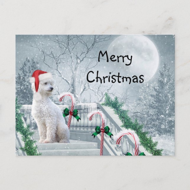 White Poodle Weihnachten Postkarte (Vorderseite)