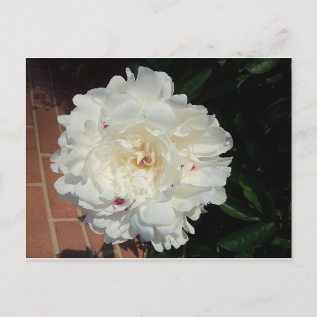 White Puffy Blume Postkarte (Vorderseite)
