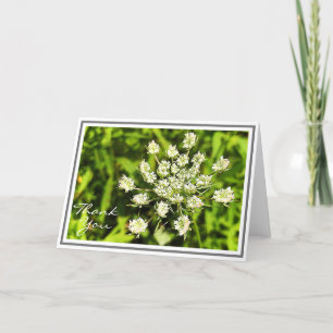 White Queen Anne's Lace Blume Karte