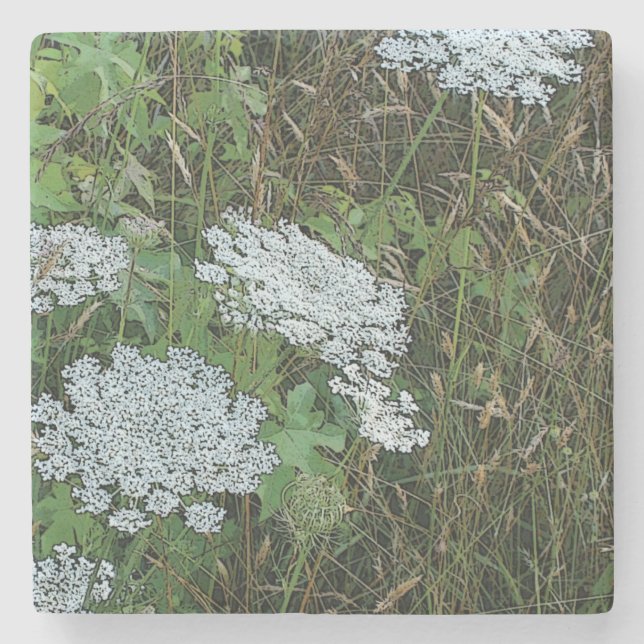 White Queen Anne's Lace Wild Blume Steinuntersetzer (Vorderseite)