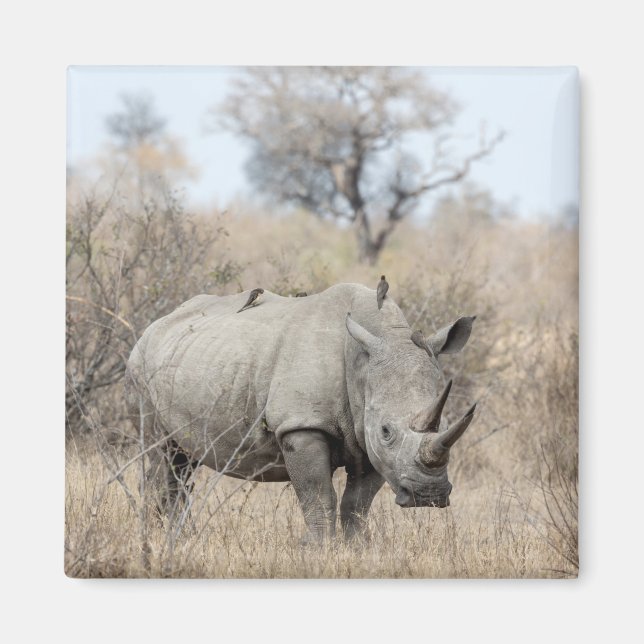 White Rhino Magnet (Vorne)