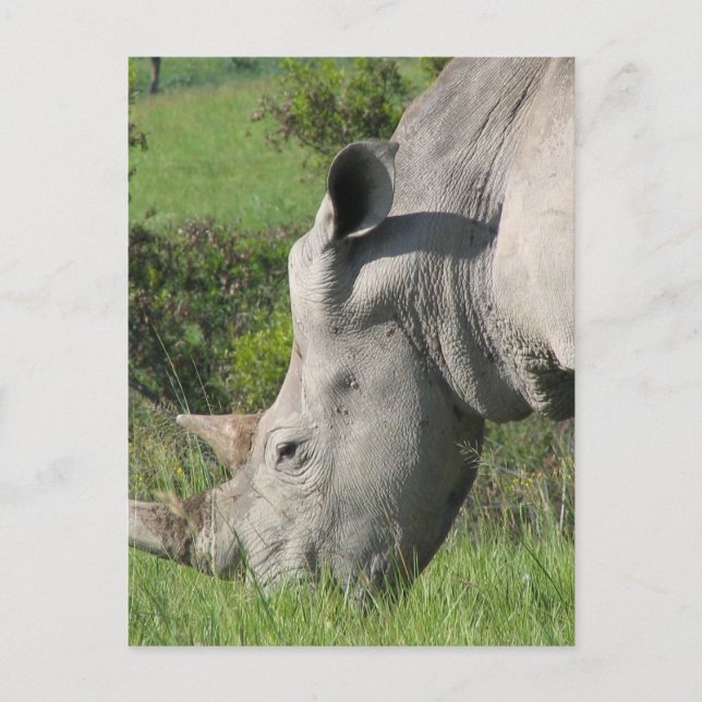 White Rhino Postcard Postkarte (Vorderseite)