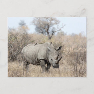 White Rhino Postkarte