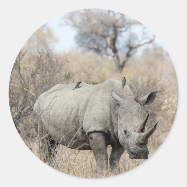 White Rhino Runder Aufkleber (Vorderseite)