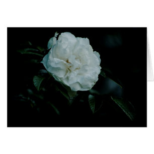 White Rose