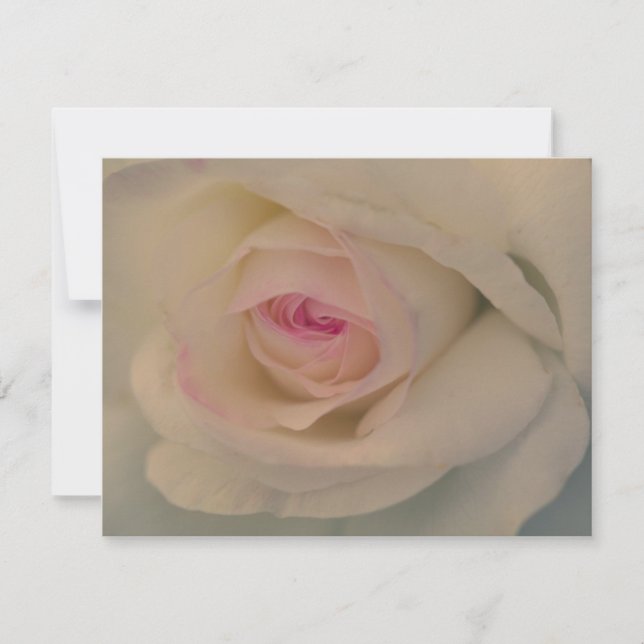 White Rose (Vorderseite)
