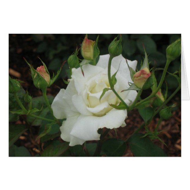 White Rose (Vorderseite (Horizontal))