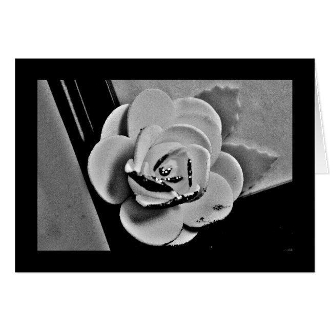 White Rose (Vorderseite (Horizontal))