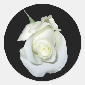 White Rose #1 Runder Aufkleber