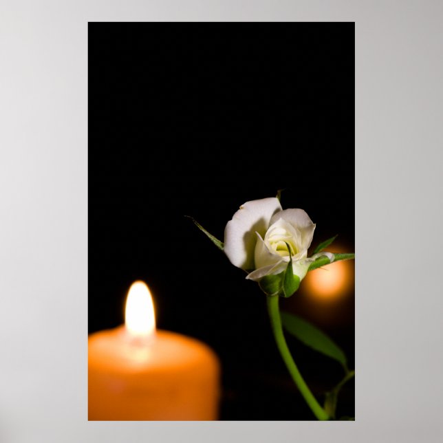 White rose and candle poster (Vorne)