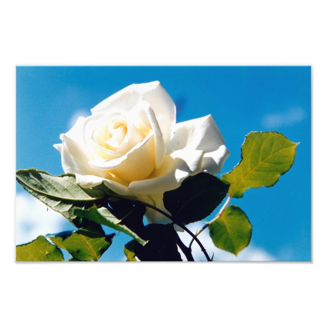 White Rose Beauty Fotodruck (Vorne)