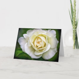 White Rose Blume Art Blank Note Card Karte