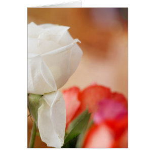 White Rose Bokeh Benutzerdefinierter Text