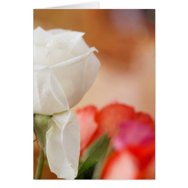 White Rose Bokeh Benutzerdefinierter Text (Vorne)