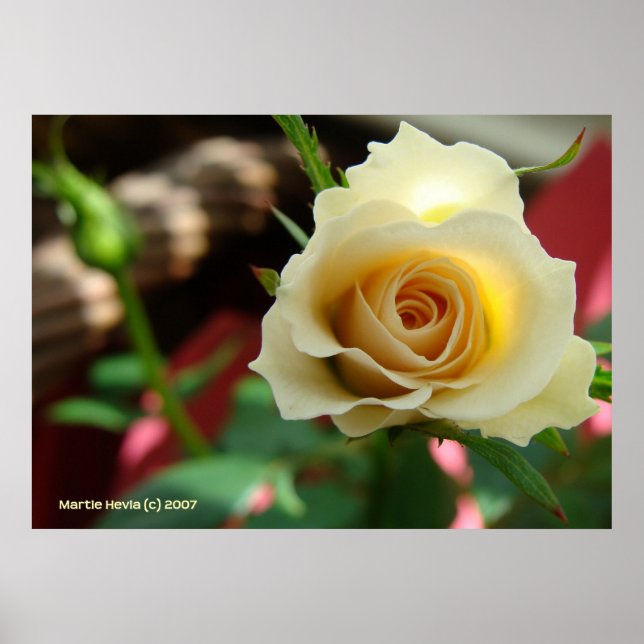 White Rose Bud Poster (Vorne)