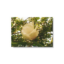 White Rose