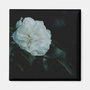 White Rose Magnet