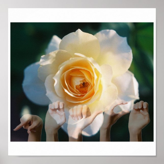 White Rose of Peace - ASL Poster (Vorne)