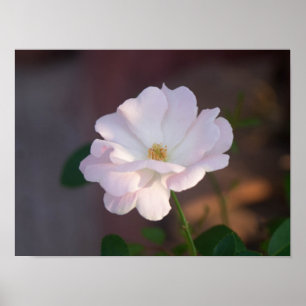 White Rose Poster