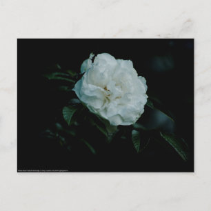 White Rose Postkarte