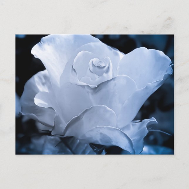 White Rose Postkarte (Vorderseite)