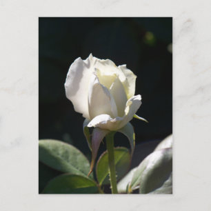 White Rose Postkarte