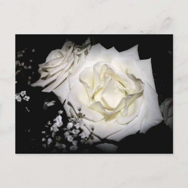 White Rose Postkarte (Vorderseite)
