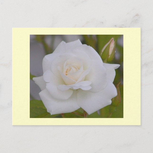 White Rose Postkarte (Vorderseite)