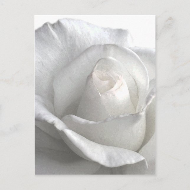 White Rose_ Postkarte (Vorderseite)