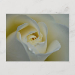 White Rose Postkarte