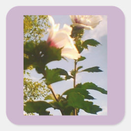 White Rose Quadratischer Aufkleber