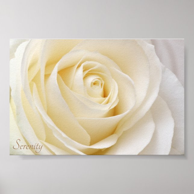 White Rose Serenity Poster (Vorne)