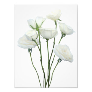 White Roses Fotodruck