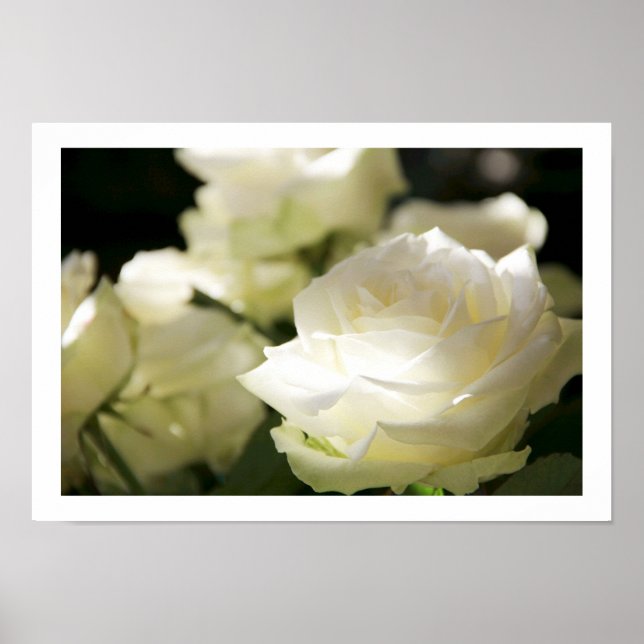 White Roses Poster (Vorne)