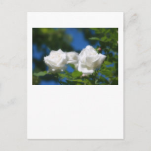 White Roses Postkarte