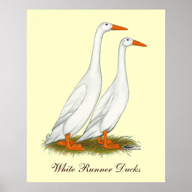 White Runner Ducks Poster (Vorne)