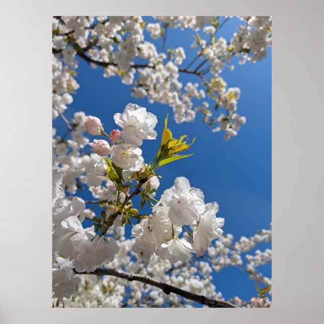 White Sakura H.G. Poster (Vorne)